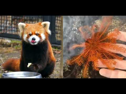 #782 Daily Dose of Funny Animals 😍 #funny #funnyanimals #beautiful 🌍.mp4