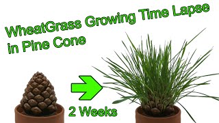 Wheatgrass Growing Time Lapse in Pine Cone (time lapse plant growing).