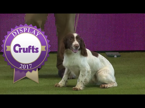 Gundog Display with Adrian & Caroline Slater | Crufts 2017