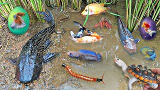 Download lagu Serok ikan dalam kolam, ikan hias, ikan warna-warni, ikan koi, ikan mas koki, ikan molly, ikan komet mp3