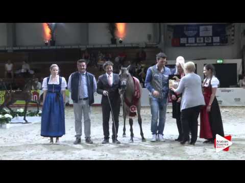 Wels 2016 - International Yearling Colts Championship - Prizegiving -  2nd place: n.  18