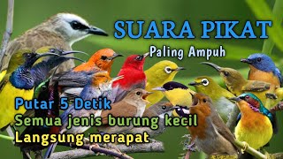 Download lagu Paling Ampuh - SUARA PIKAT SEMUA JENIS BURUNG KECIL  mp3