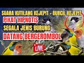 Untuk Pikat Segala Jenis Burung Di Hutan Suara Pikat Kutilang Ribut Vs Burcil ️
