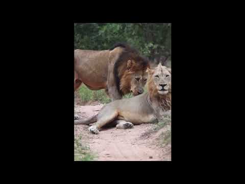 ⚡️King Nhenha Hands Of Nature