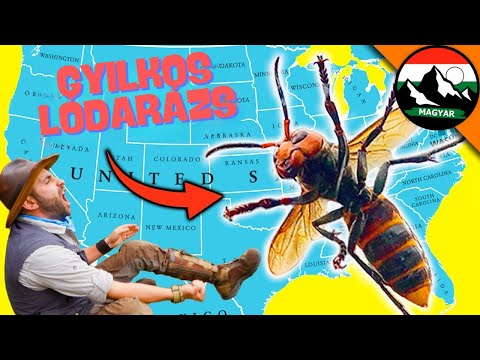 Gyilkos Hornet őrület - 10 TÉNY AMIT TUDNOD KELL! Brave Wilderness Magyar