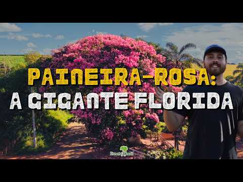 PAINEIRA-ROSA: Os segredos da árvore 'barriguda' que encanta o Brasil!