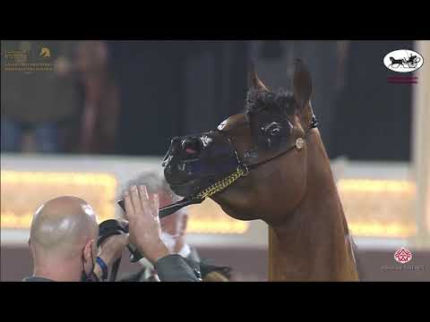 N 231 NAIF AL ZAEEM   Katara International Arabian Horse Festival   Stallions 7 10 Years Old Class 1
