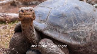 Lewis Del Mar - Live That Long