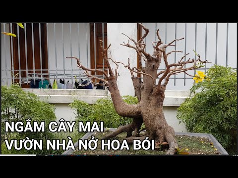 🔴 QBS23375 - NGẮM CÂY MAI VÀNG TÀN ĐA VƯỜN NHÀ | CÁCH CHĂM SÓC CÂY MAI VÀNG MIỀN BẮC 123 | HOA MAI