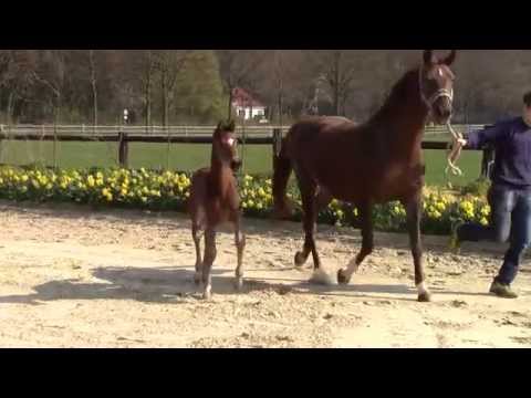 Hengstfohlen von Rock Forever NRW x Florestan, Züchter: Ralf Grachtrup.
