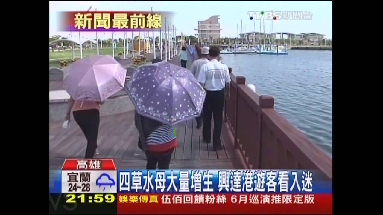 奇觀！水母大軍現蹤　數10萬悠遊興達港