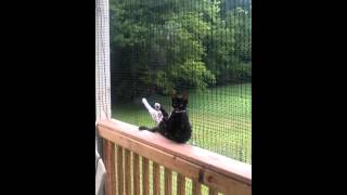 preview picture of video 'Cat relaxing, enjoying the catio!'