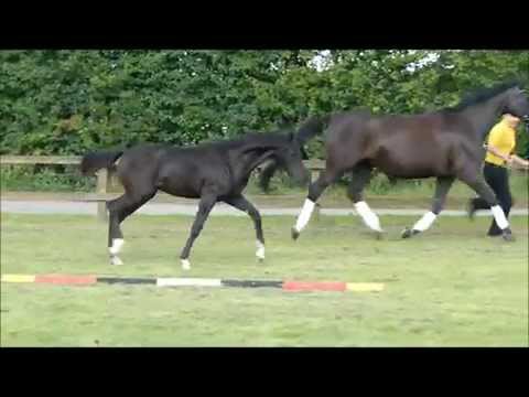 Feoline (Fohlen von Fürstenhof x De Niro)