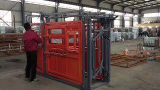 Tell you how to use cattle crush  cattle squeeze chute cattle scale