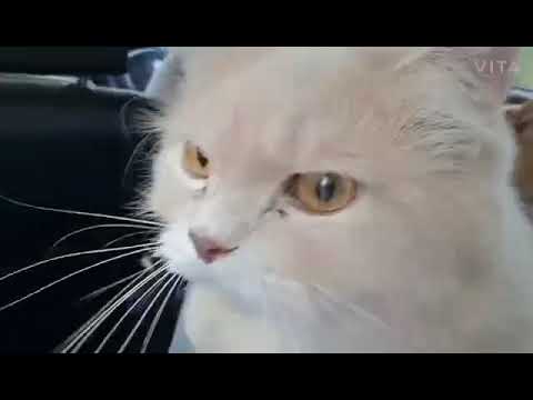 🐱 CAT 😽 Hair Grooming /Trimming  VLOG | Shaikh firdous