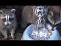 Man Feeds Raccoons Living Under His Deck