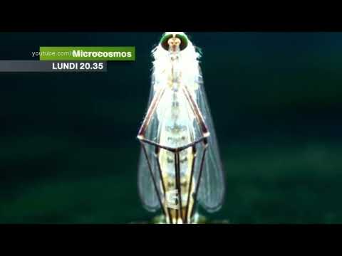 Microcosmos, le peuple de l'herbe | Bande-annonce France 5
