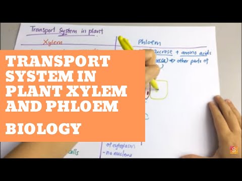 Biology- Transport System in Plant: Xylem and Phloem Video