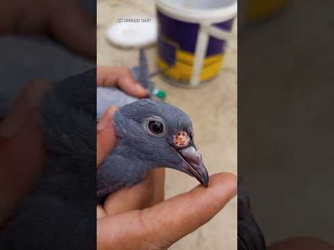 Pigeon Pox 😱😱 || #shorts #pigeon #hasanpigeonsloft