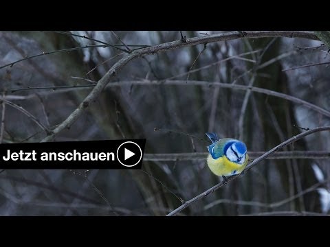 SPONTAN VÖGEL FOTOGRAFIEREN - TIPPS UND TRICKS