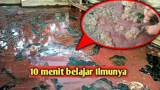 Download lagu Sukses kalau 5 ilmu ini di kuasai || Ternak cacing sutra tanpa air mp3