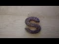 S From Alphaboy Band