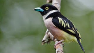 Download lagu MASTERAN GACOR & PIKAT SEMPUR SUNGAI HUJAN SUARA PANCINGAN 1 | KICAU MERDU ASLI SUARA BURUNG mp3 Download lagu MASTERAN GACOR & PIKAT SEMPUR SUNGAI HUJAN SUARA PANCINGAN 1 | KICAU MERDU ASLI SUARA BURUNG mp3