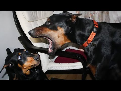 Le Doberman est le chien le plus drôle qui vous fera rire ! meilleure compilatio de chiens