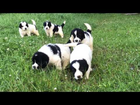 Puppies CRB-"De Piatra Runcului" Kennel