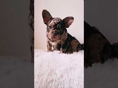 Perros Bulldog Francés en venta