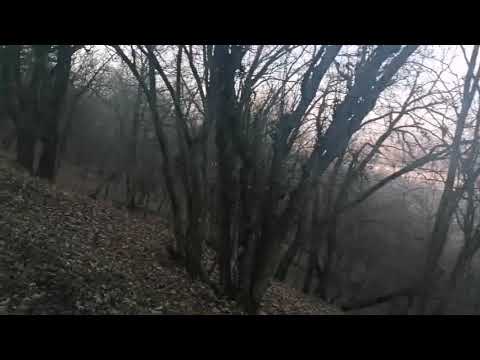 Primul videoclip pe acest canal...Vizitez padurea comunei Cernetu(Atarnati), Teleorman...