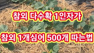 참외 다수확 원조 1인자가 1개심어 500개따는 재배 방법,순치기,순지르기,적심,참외공중재배,터널재배 솔림농…