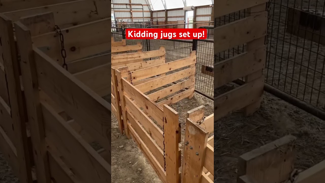Set up the kidding jugs (pens) and we are ready for babies! #goats #goatfarming  #goatfarmlife
