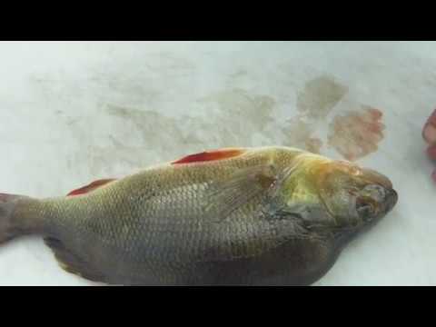 HOW TO CLEAN REDFIN PERCH