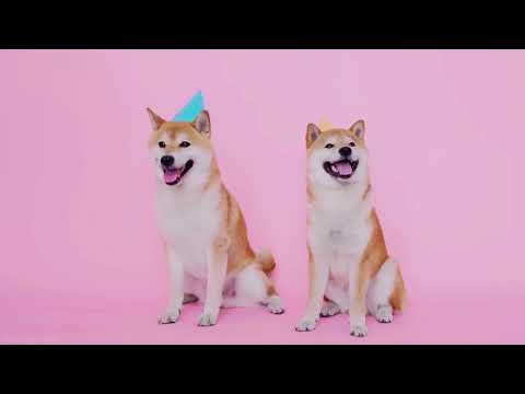 CACHORRO PET RELAXAR E DISTRAIR.