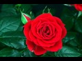 Ahn Trio - Dies Irie