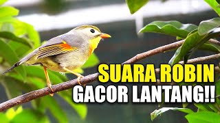 Download lagu KICAU BURUNG ROBIN GACOR SUARA NGEPLONG FULL ISIAN  DI KANDANG AVIARY SEDERHANA  | D'Fasya BF mp3