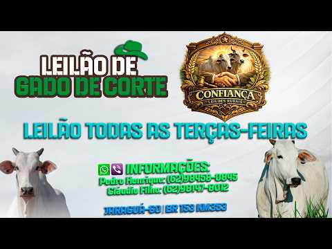 Confiança Leilões - Jaraguá-GO - Leilão de Gado de Corte em Goiás @canal.boiadeiro #live #gado