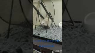 滑車で遊ぶハリネズミ