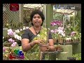 nugasewana-orhid-mal-wagawa-25-09-2019