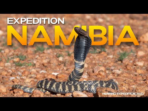 Reptiles & Amphibians of NAMIBIA (Herping Expedition 2023)
