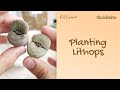 How to Plant LITHOPS Succulent #Shorts