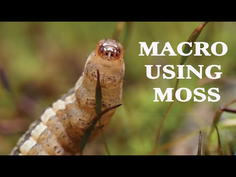Macro Photography at home :using the Olympus  60mm f/2.8 Macro lens