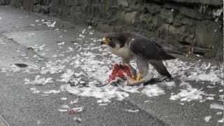 Peregrine Falcon & Prey in Kendal Town Centre