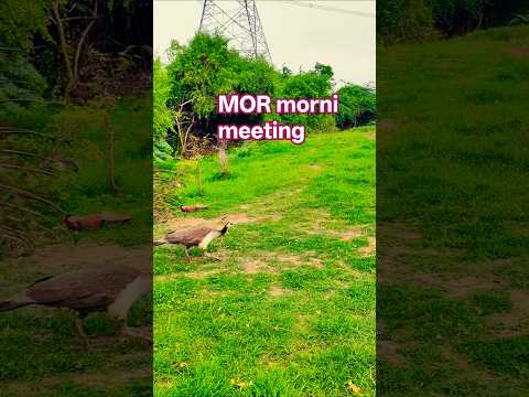 मोर मोरनी को आंसू कैसे पिलाता है देखिए पूरा वीडियो #peacock #birds MOR morni peacock video peaco