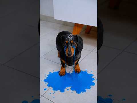 Pobre Perrito 🐶😭🥹 #perrosalchicha