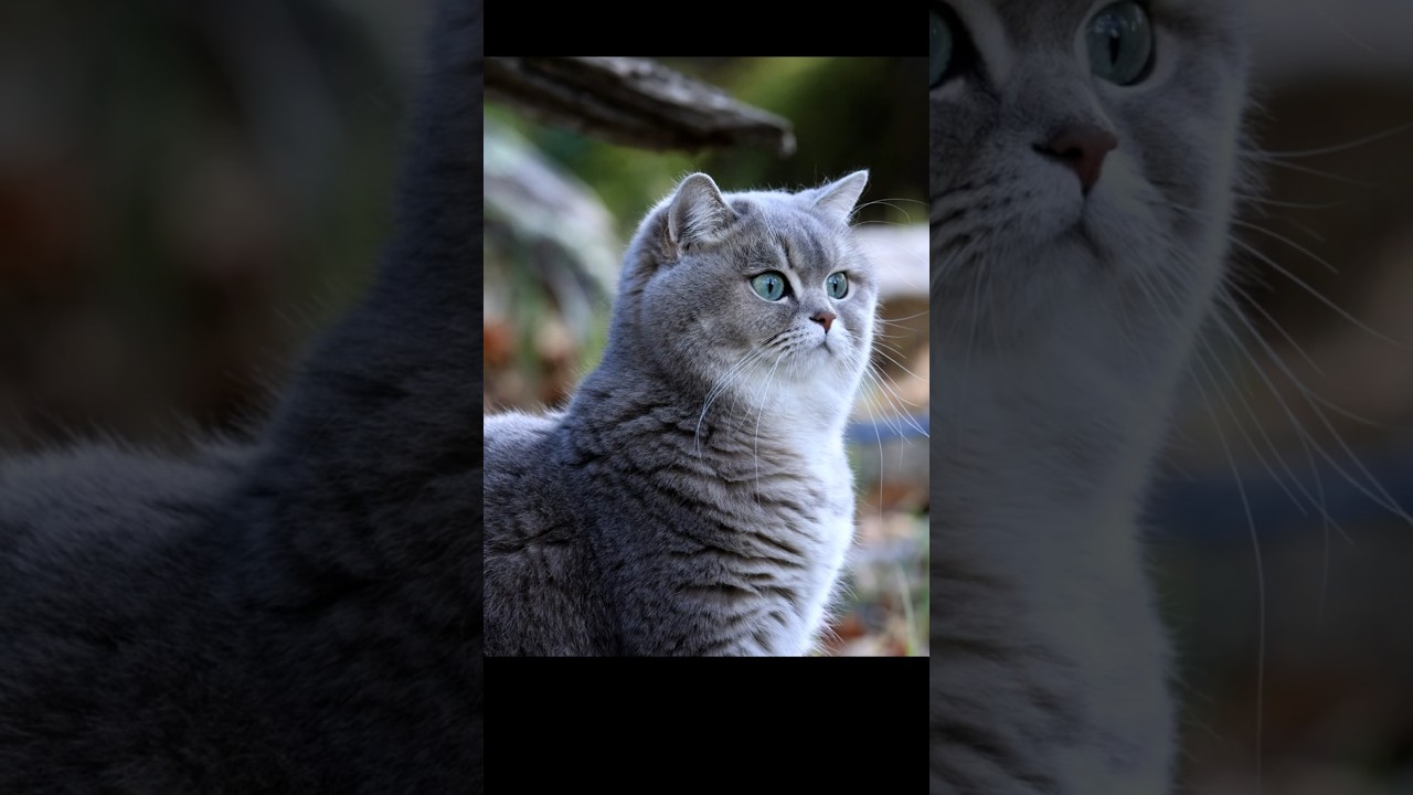 Our "Scottish Straight" Cat: Talula