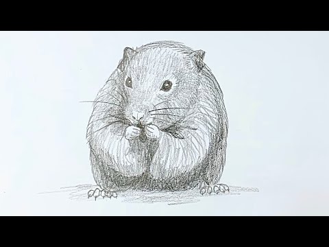 How to draw a realistic hamster easy