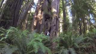 Redwood Forest Prairie Creek Park California with Go Pro