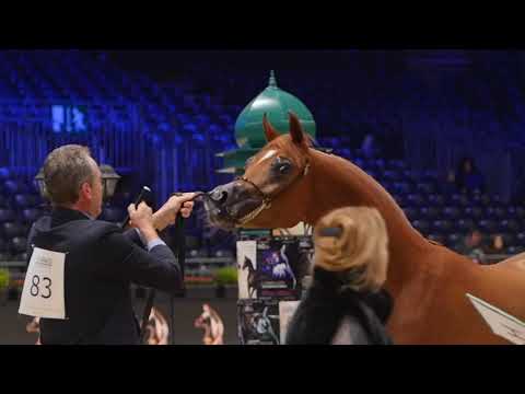 Arabian Horse Magazine - RD Harenaado